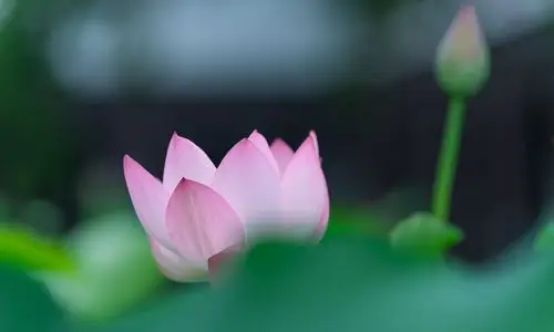 14张图片带你欣赏最具禅意的荷花,重庆华岩寺,绝对不虚此行_高清图集