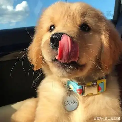 奥摩头像搞笑肥仔头像搞笑搞笑头像知乎狗沙雕头像女生搞笑写作业