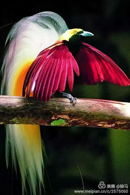 世界上最漂亮的鸟——极乐鸟
