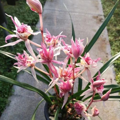 点击购买:好养 寒兰奇花 富贵临门 新手推荐名贵兰花