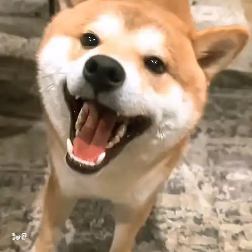 张真源 你最重要