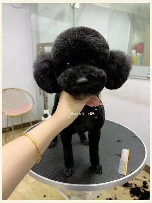 泰迪美容回来简直换了只狗子