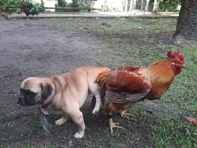 最近一位网友家的汪星人就干了一件丢尽狗脸的事情,大白天的居然和