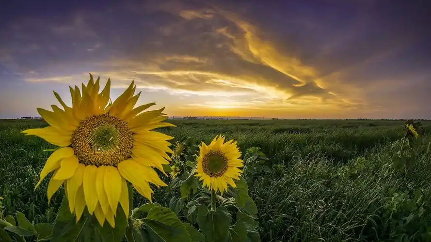 向日葵,草,日落 壁纸