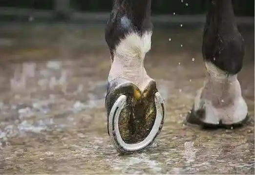 马蹄铁钉在马的蹄子上,马会感到疼痛吗?会影响它的生存质量吗?