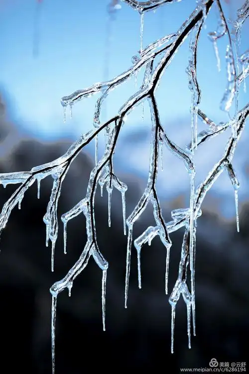 五彩杜鹃开满山的天马寨,今年冬季却是漫天飞雪,遍地冰花