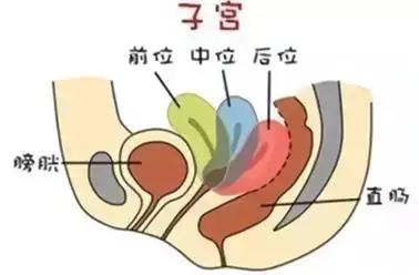 正常子宫图片是什么样