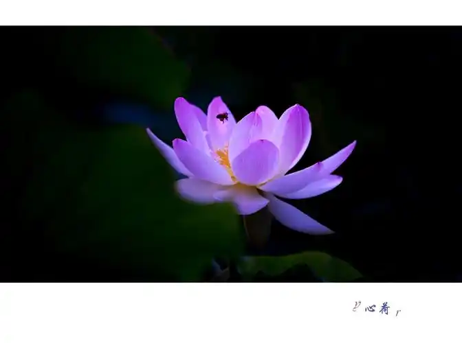 2020美篇优秀摄影作品暨摄影师评选———心如莲花