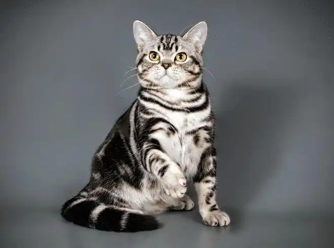 美国短毛猫,性格甜美的朴素家猫