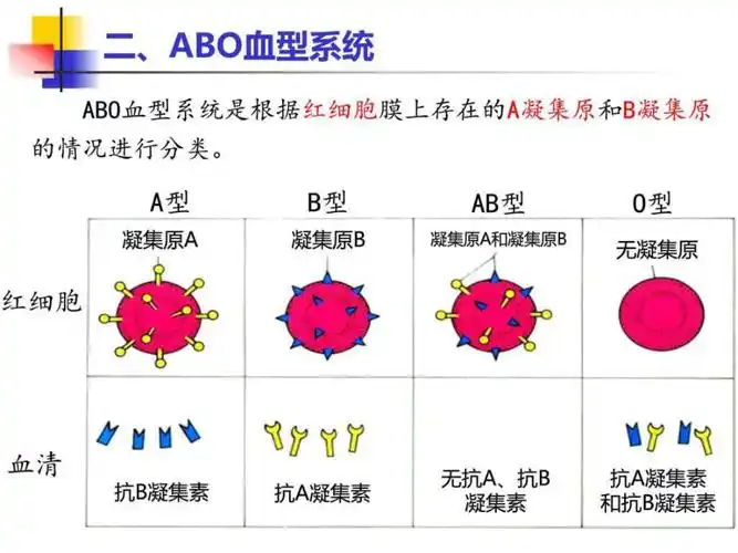 选修课血型与输血2ppt课件