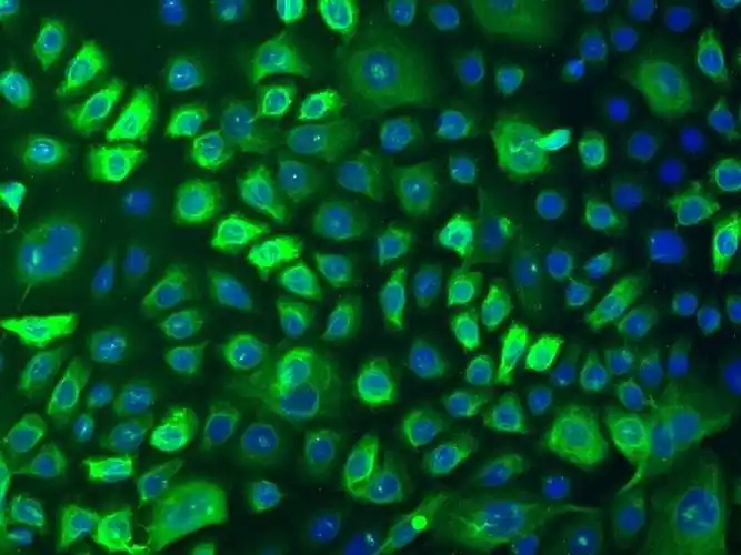 人表皮角质细胞-** hek-a