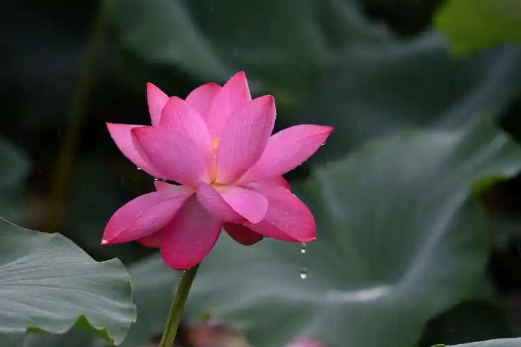 雨中荷花花更美