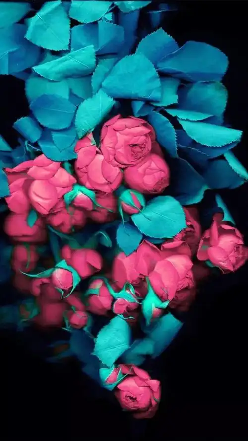 唯美玫瑰花壁纸,唯美玫瑰花壁纸图片(娇艳唯美的玫瑰花壁纸)