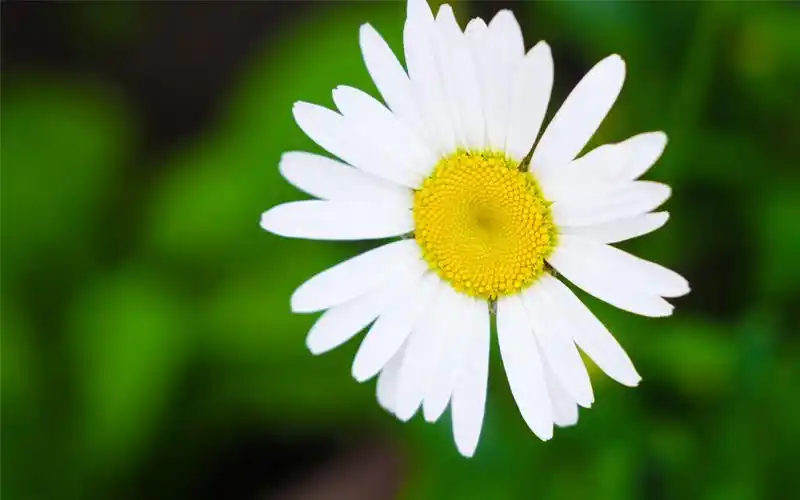 淡雅小雏菊小清新高清桌面壁纸