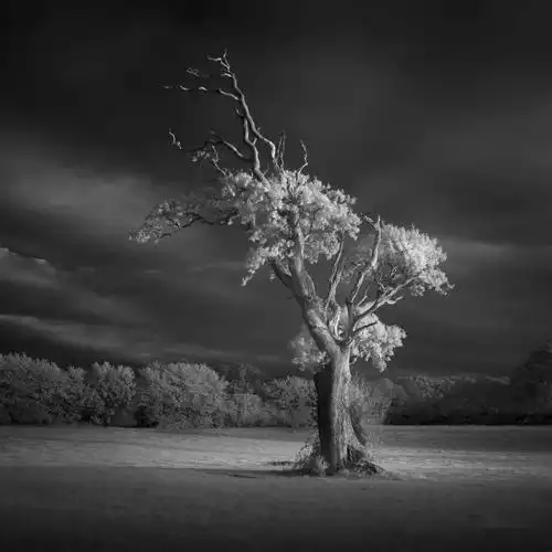 唯美简约的黑白摄影