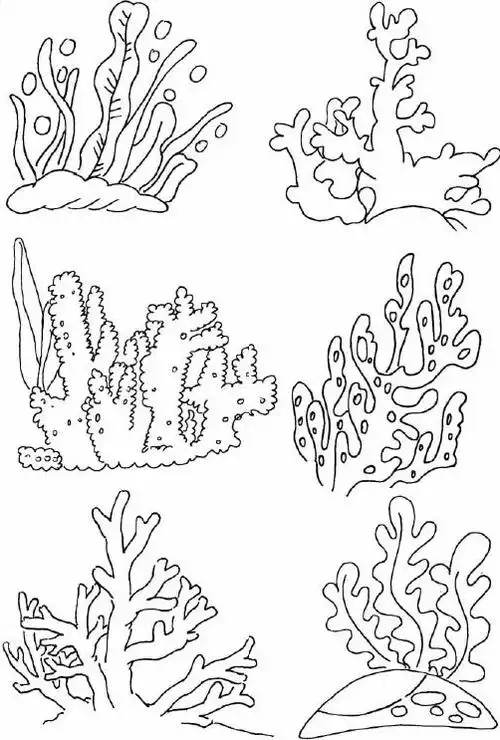 海洋植物简笔画 海洋植物简笔画彩色