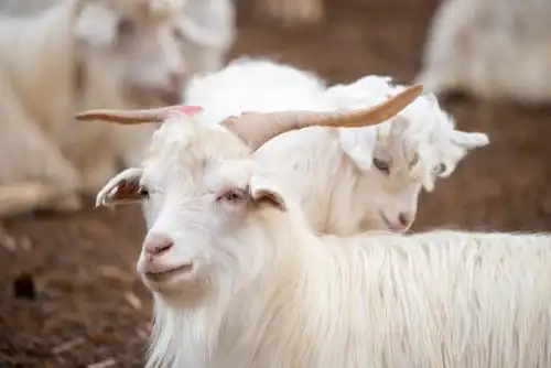 大山羊和羊羔子 牧区