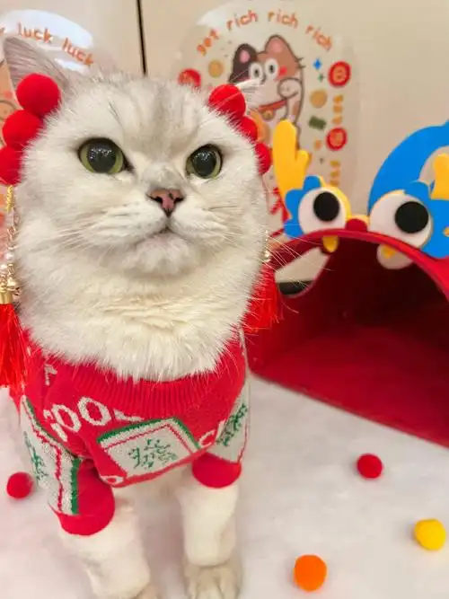 壁纸 动物 猫 猫咪 小猫 桌面 690_920 竖版 竖屏 手机