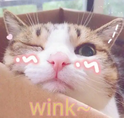 猫咪表情包可爱