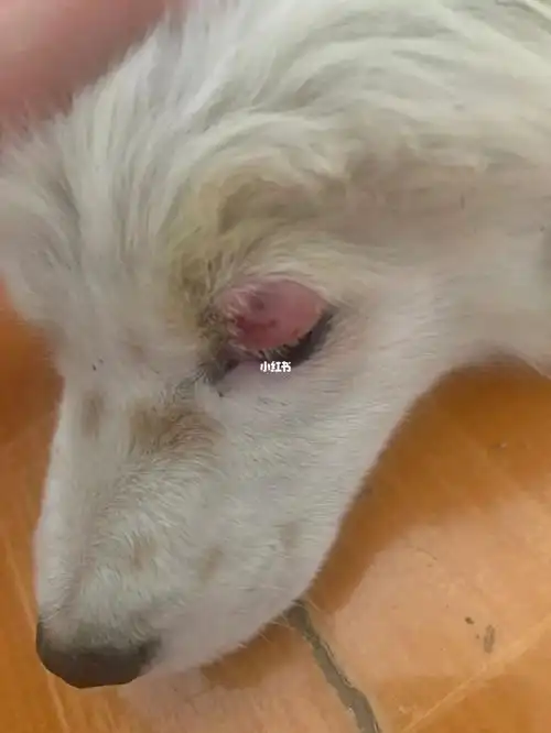 狗狗眼皮红肿了怎么办求助