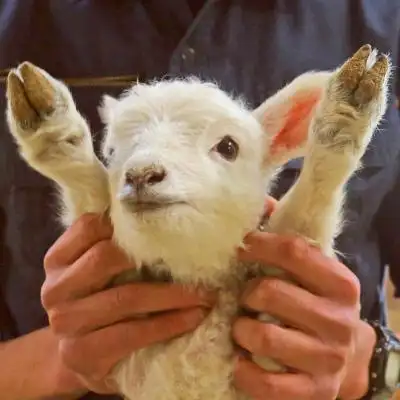 羊头像图片大全真羊好看的羊微信头像图片