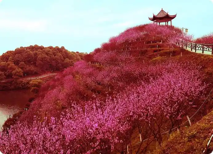 2020年3月观赏桃花