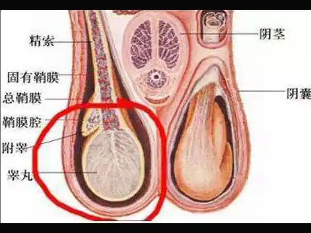 睾丸一大一小正常吗 影响睾丸大小的5种病症