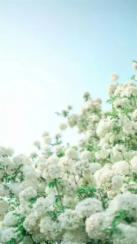 清新唯美的白色绣球花 _ 图片网