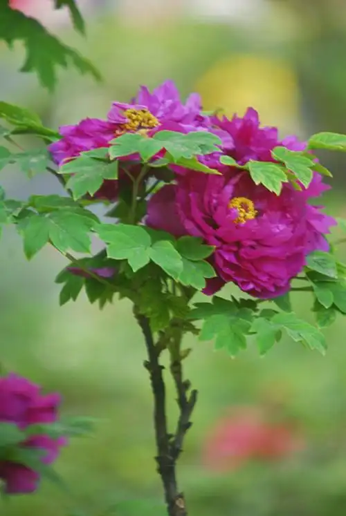 人间四月牡丹开,最美不过洛阳城. - 美篇