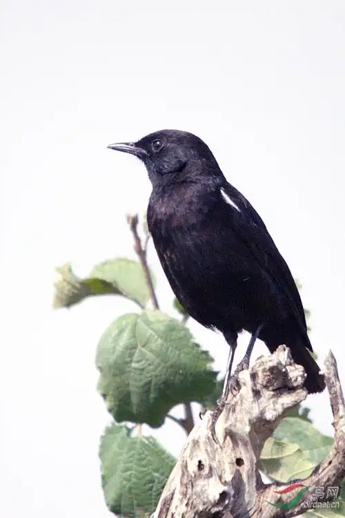 非洲鸟类知识《黑鹟》