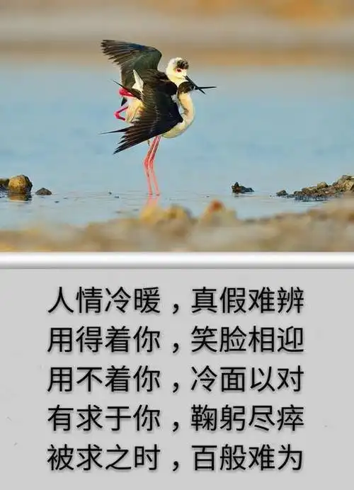 人情冷暖,真假难辨,用得着你笑脸相迎,用不着你冷面相对!