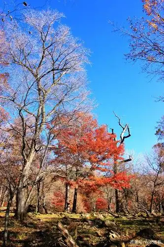「布衣游记」千姿百态的树