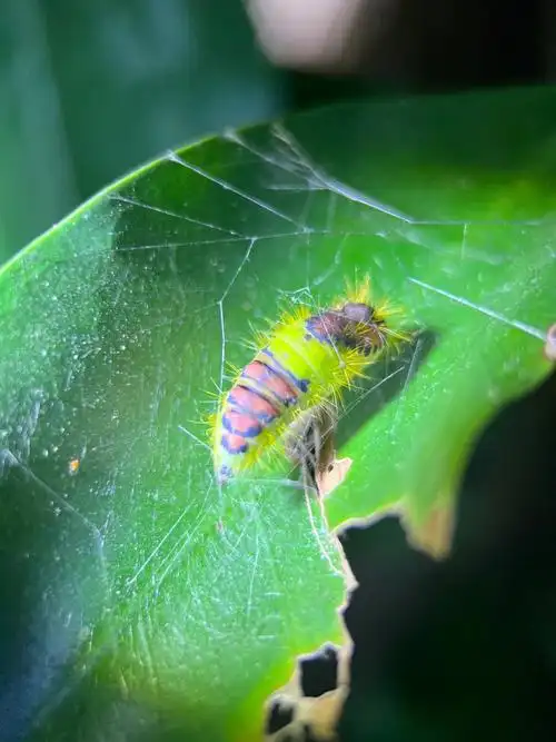 自然昆虫小知识榕透翅毒蛾