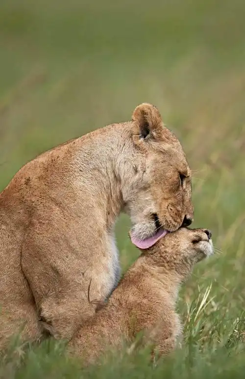 真正动物世界在这里