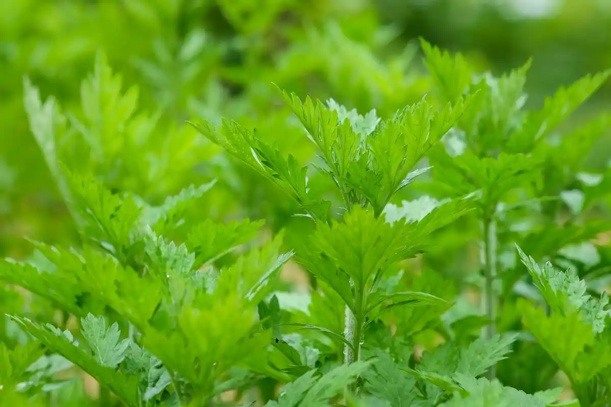 又称"灸草"或"艾蒿"等,是一种常见的草本植物,常被用于中药材,中药