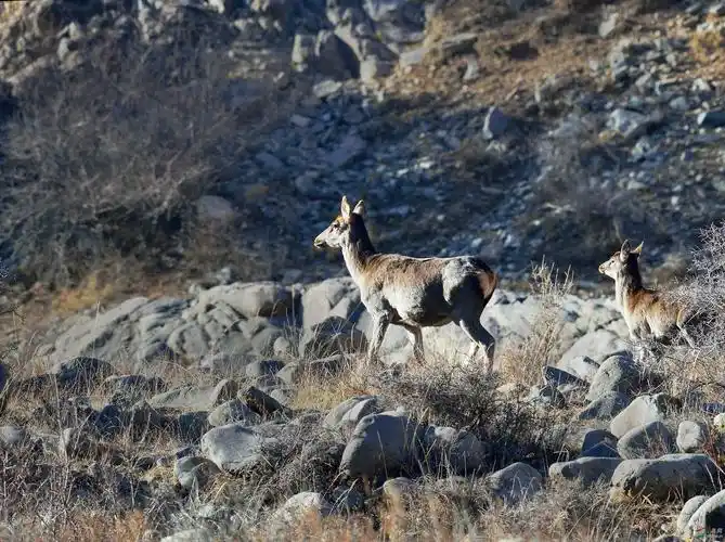 贺兰山野生马鹿!