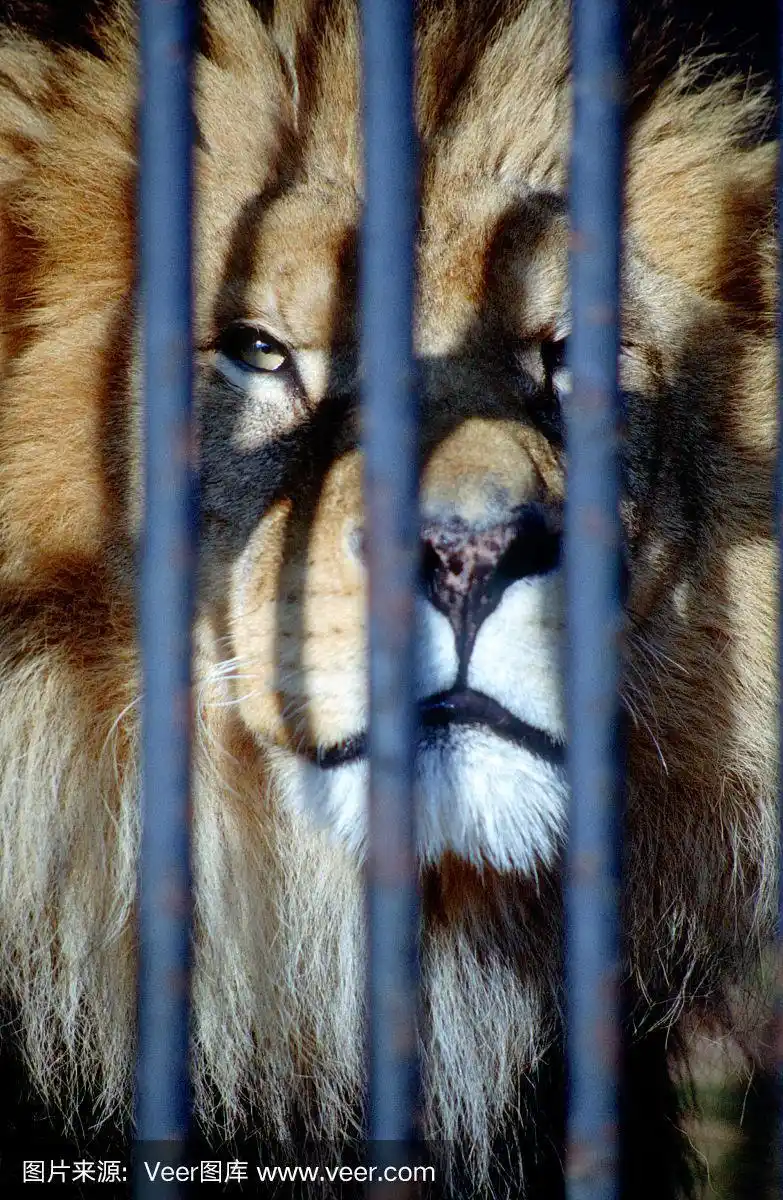 悲伤的狮子被关在笼子里