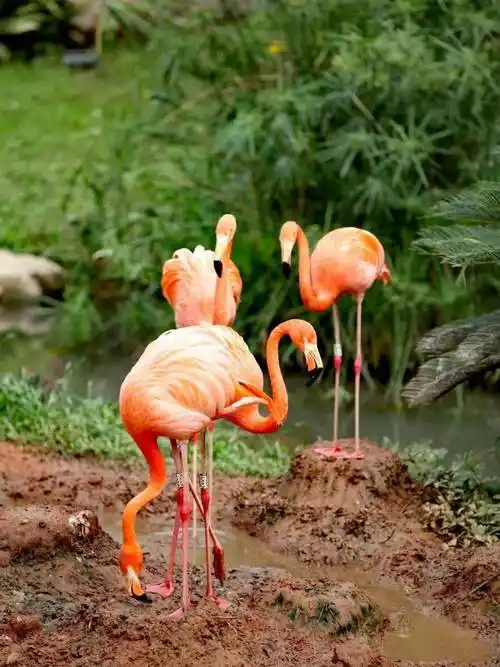 无锡动物园的火烈鸟祝你红红火火一整年