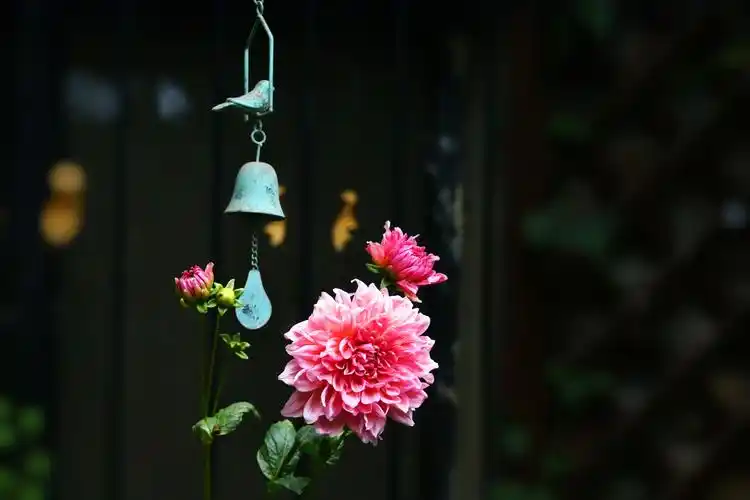 飞,一只风铃鸟难耐的心动