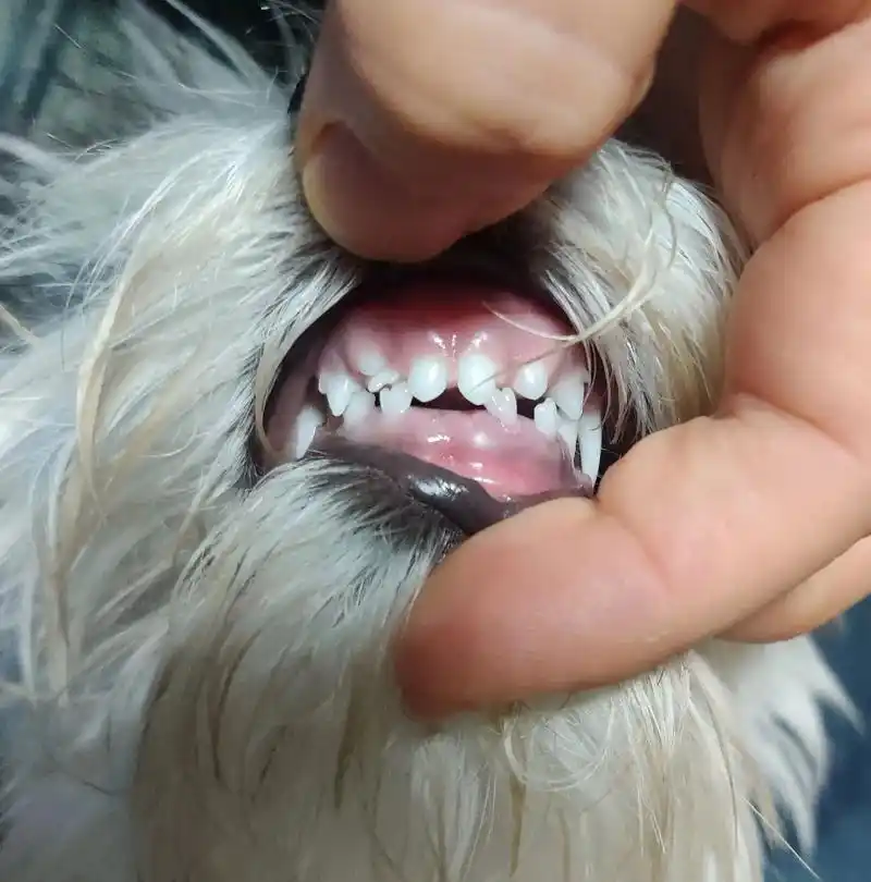 饼干已经换好四颗牙齿啦 因为狗狗的乳牙像个小手套 - 抖音