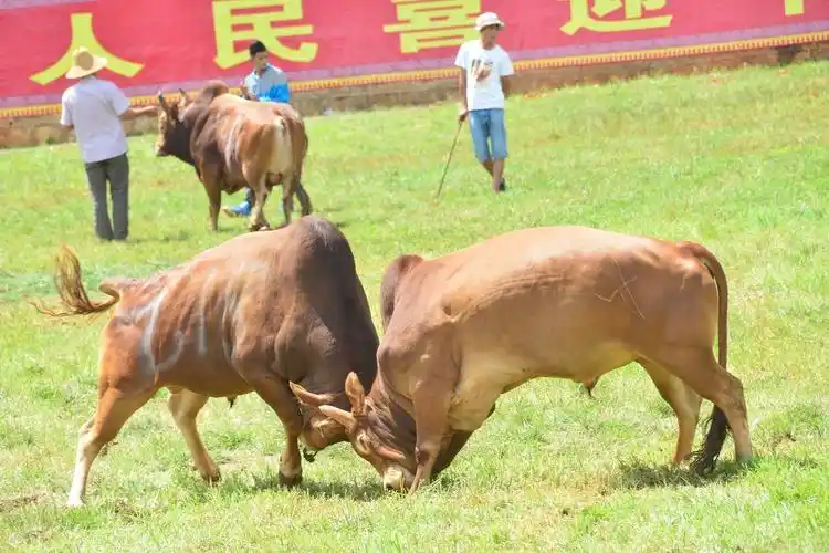 200头斗牛长湖鏖战上演惊险刺激