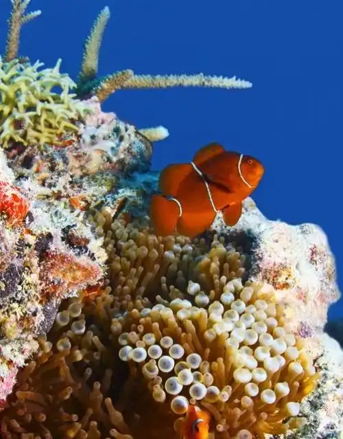 最美珊瑚海,难忘大堡礁!