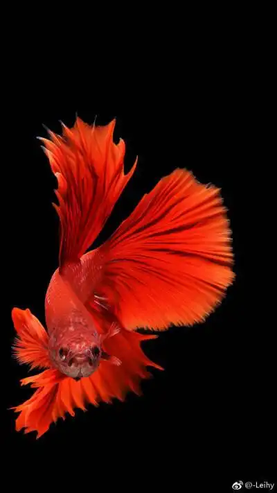 鱼- 堆糖,美图壁纸兴趣社区