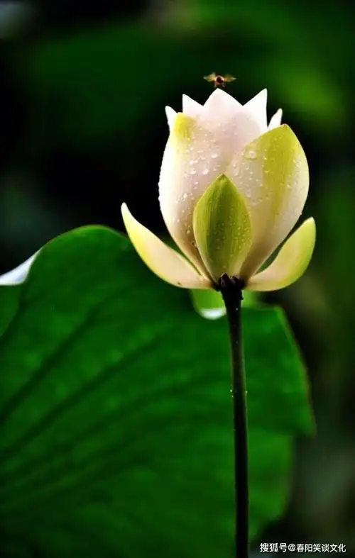 犀利直白的朋友圈说说,唯美有内涵,读读受益一生