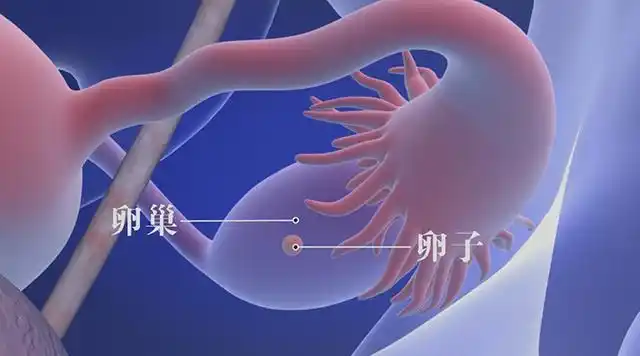 在医学临床上,通过显微镜观察26岁的卵子和40岁的卵子
