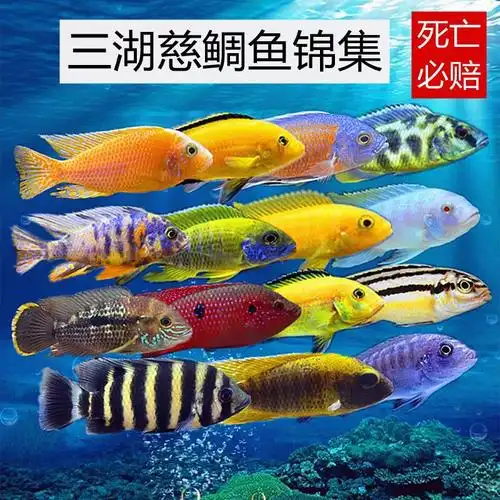 热带观赏鱼三湖慈鲷淡水蓝阿里非洲王子马鲷杂鲷小型活体鲷鱼好养