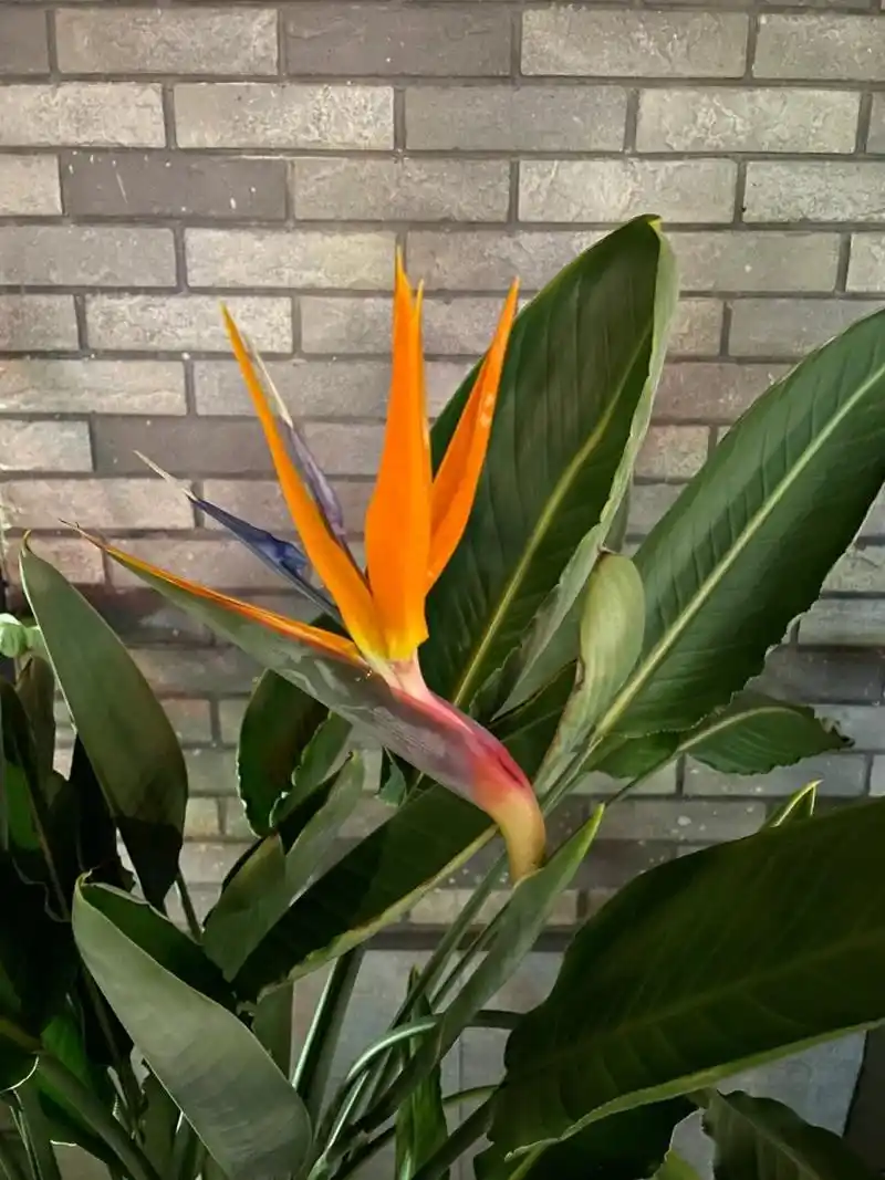 天堂鸟 望鹤兰 第一次见到真的天堂鸟(望鹤兰)开花.