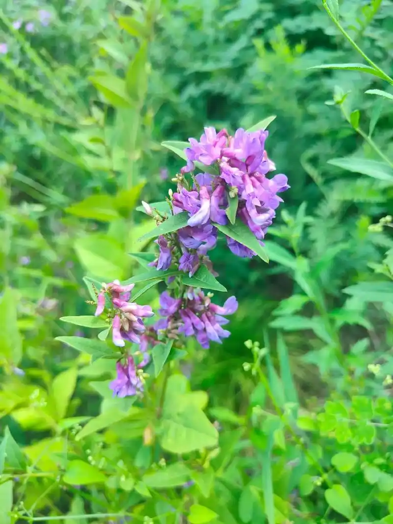 是豆科野豌豆属的多年生草本植物.多生于山地,林缘,草 - 抖音