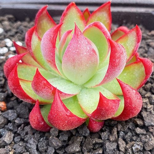 惊鸿仙子老桩卡西乌斯锦多肉植物稀有贵货肉肉办公室内阳台盆栽