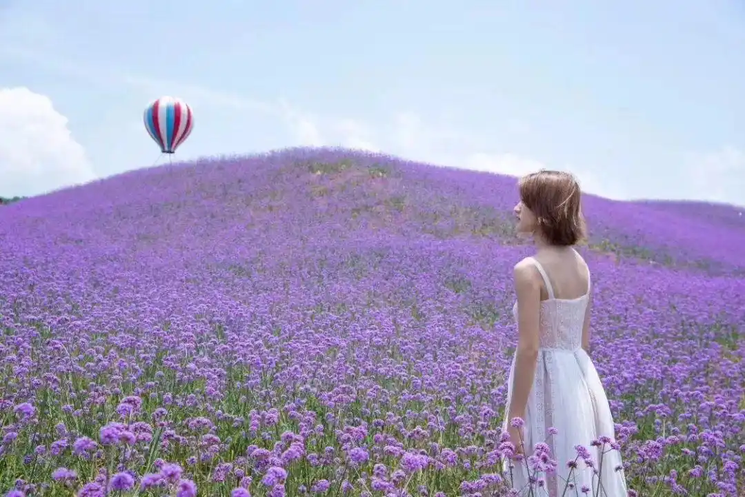 重庆隔壁私藏着万亩紫色花海,避暑纳凉惊艳这个夏天,1h就能飙拢!